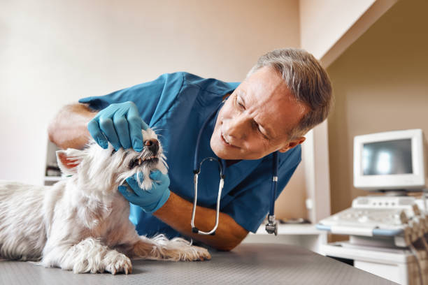 Best Emergency Treatment for Dental Infections or Abscesses in Georgetown, CA
